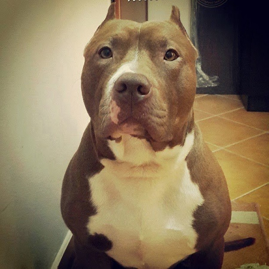 Pit Bull and Bully Breeds Avatar canale YouTube 