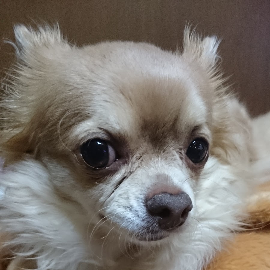 木下莉杏 Youtube