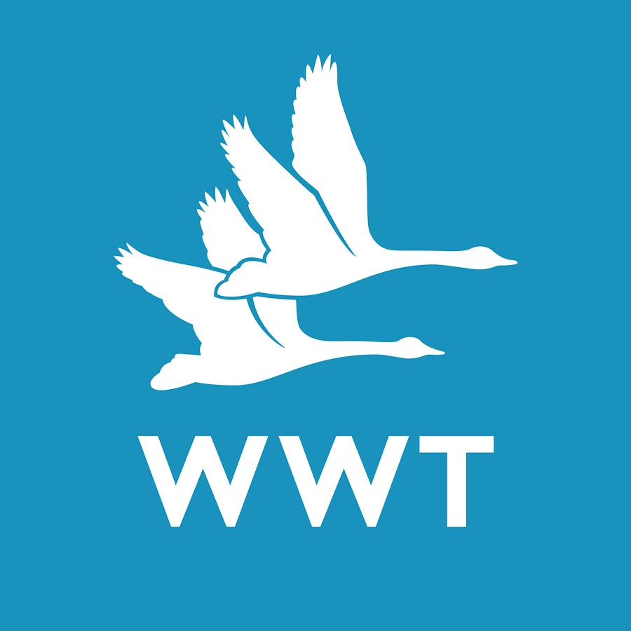 Wwt Youtube