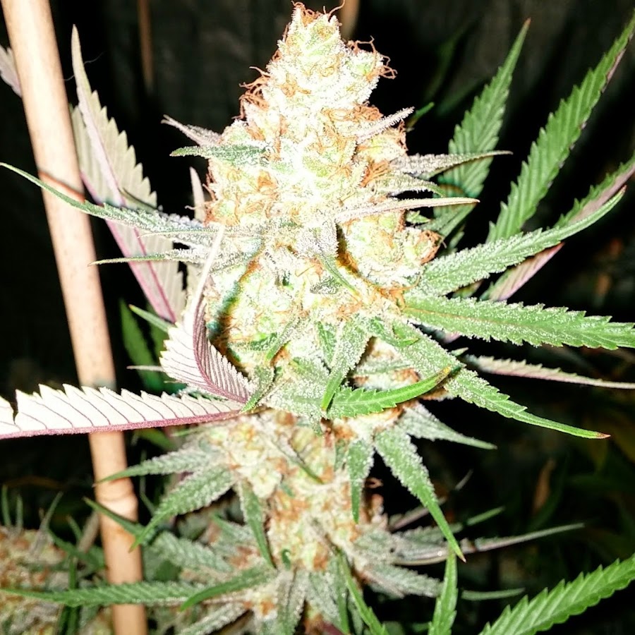 Dutchman's Medical Marijuana Avatar de chaîne YouTube