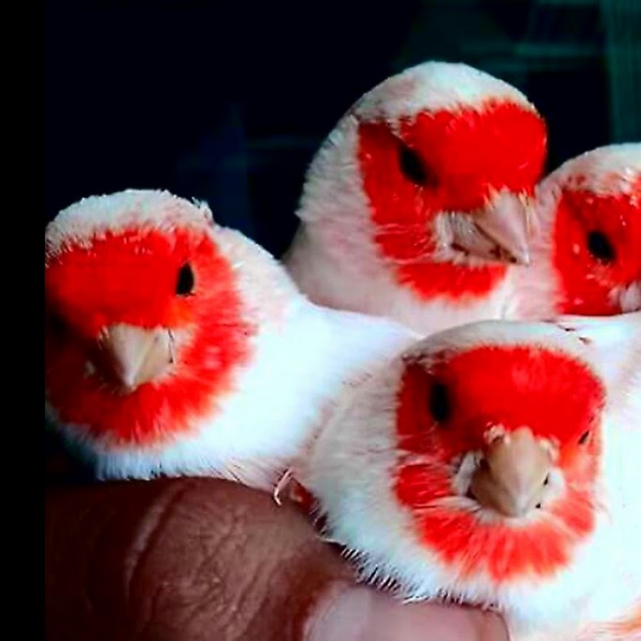 Julian's Canary Birdroom رمز قناة اليوتيوب