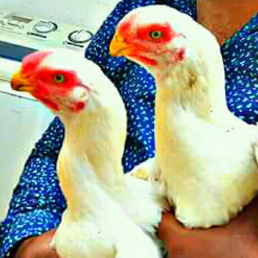 Pigeon and Aseel fighter यूट्यूब चैनल अवतार