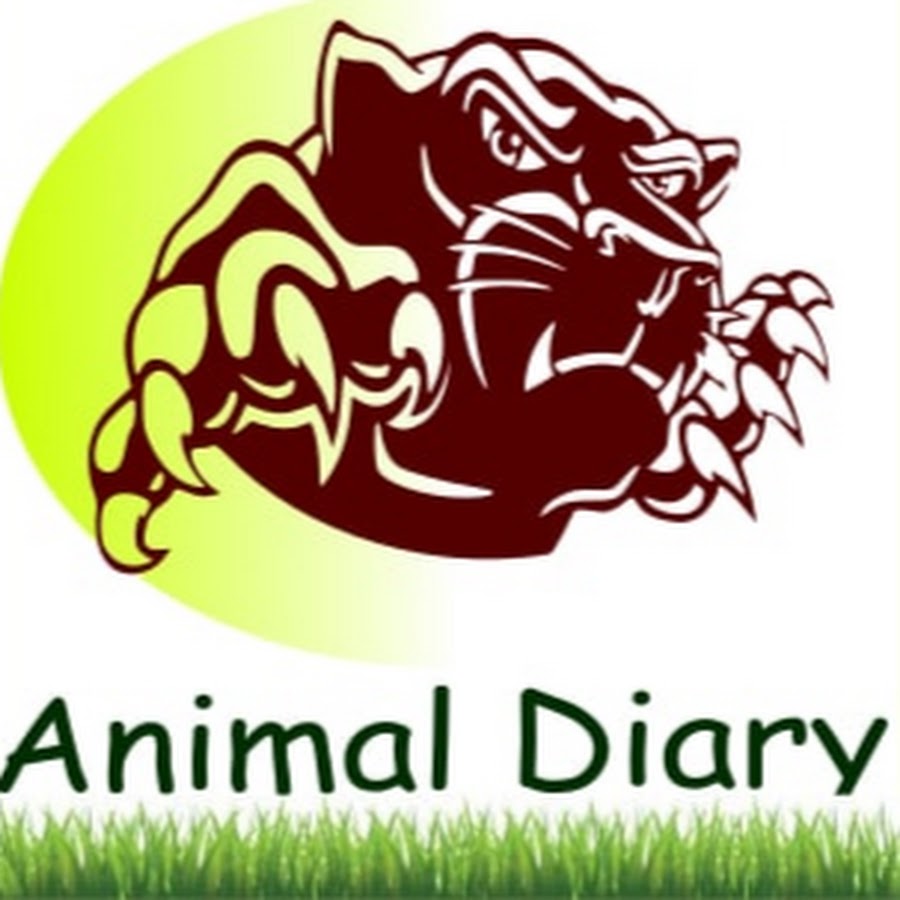 Animal Diary Awatar kanału YouTube