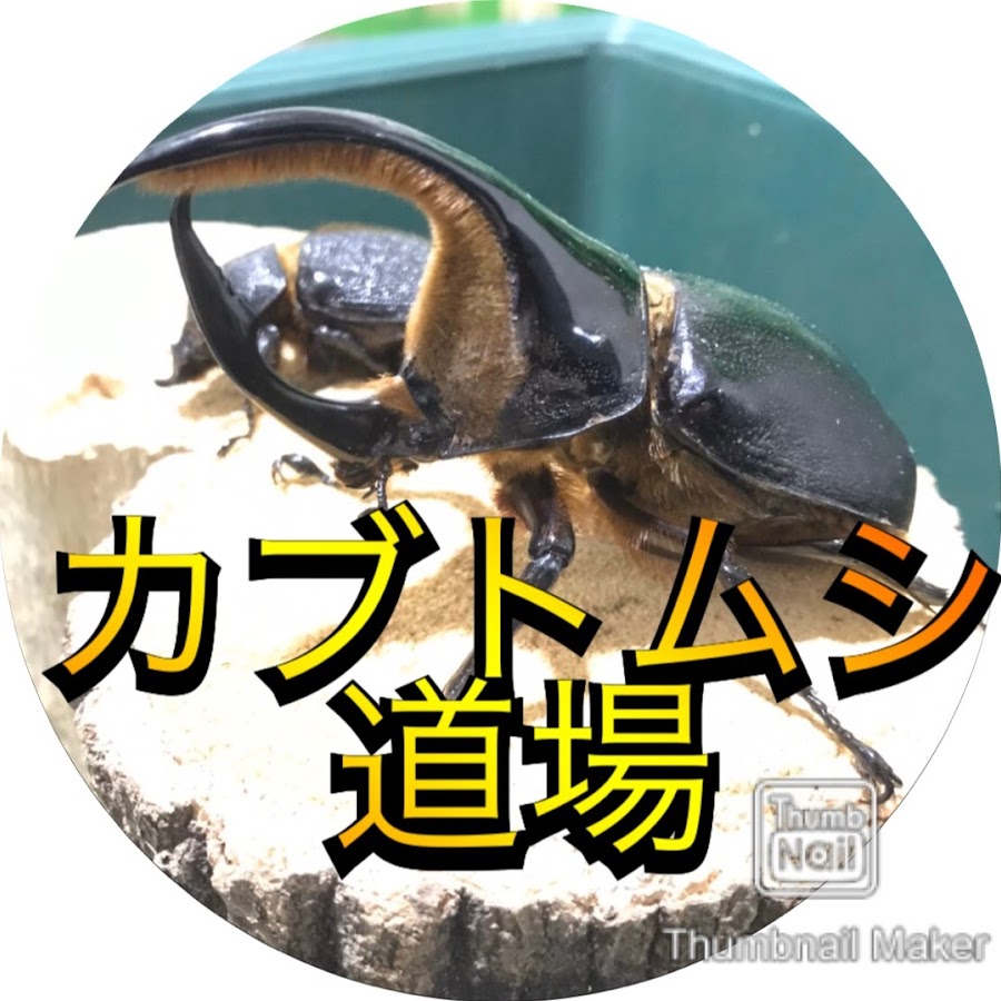 カブトムシ道場 Youtube