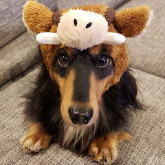 短足犬ダックスれおち Youtube Channel Statistics Online Video Analysis Vidooly
