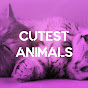 Cutest Animals
