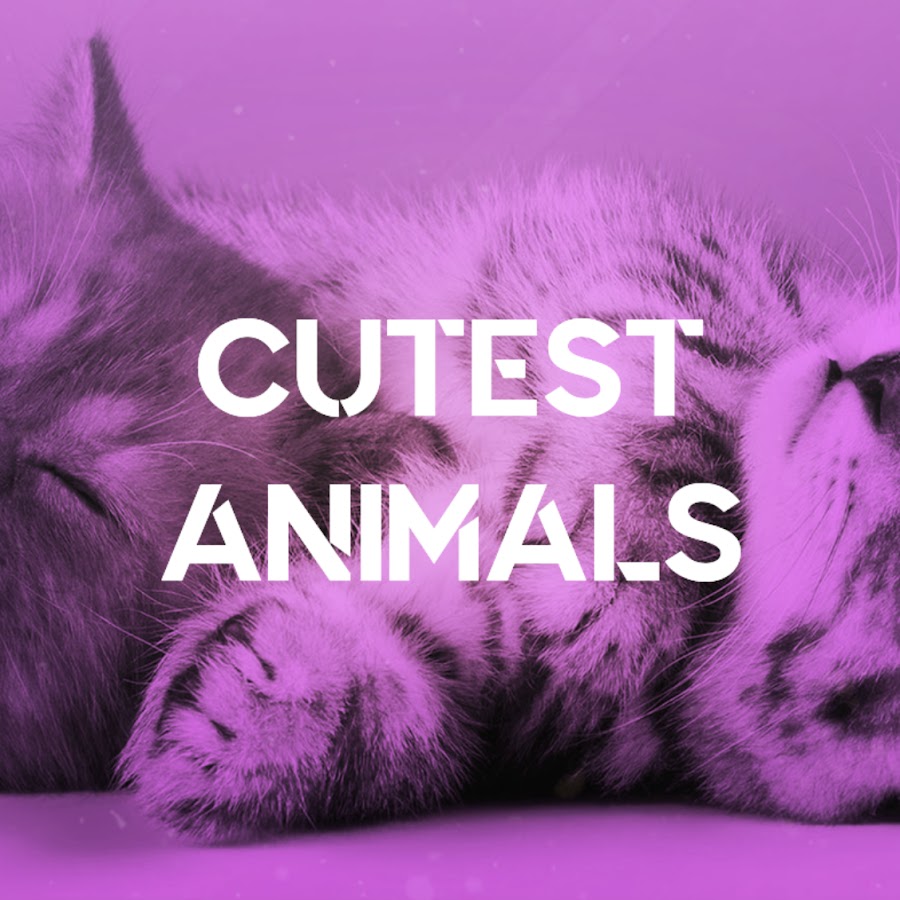 Cutest Animals ইউটিউব চ্যানেল অ্যাভাটার