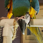 Rain The Blue and Yellow Macaw YouTube Profile Photo