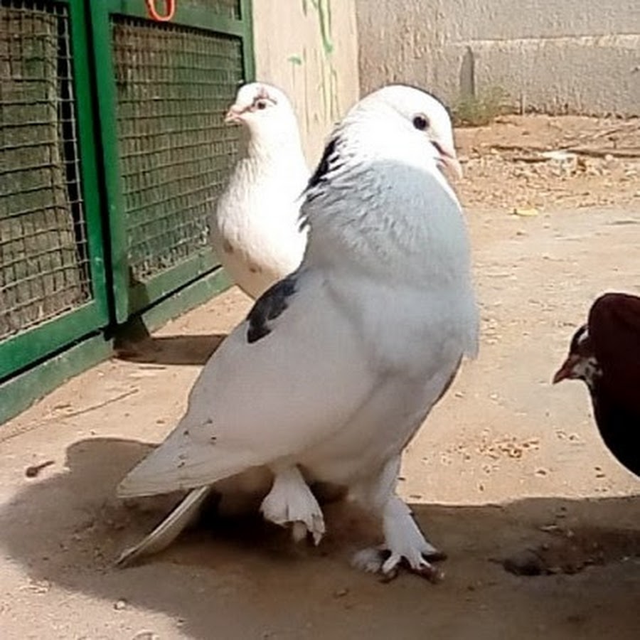 Pigeon lover rk Rehan khan Avatar de canal de YouTube