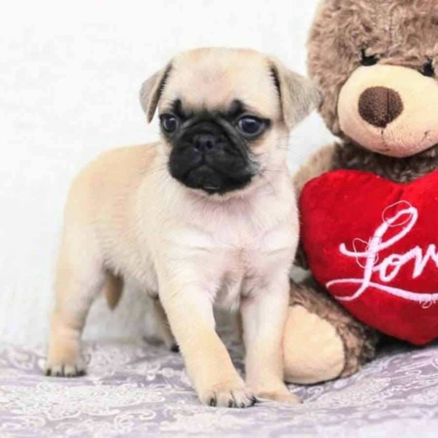 My Pug Puppy Аватар канала YouTube