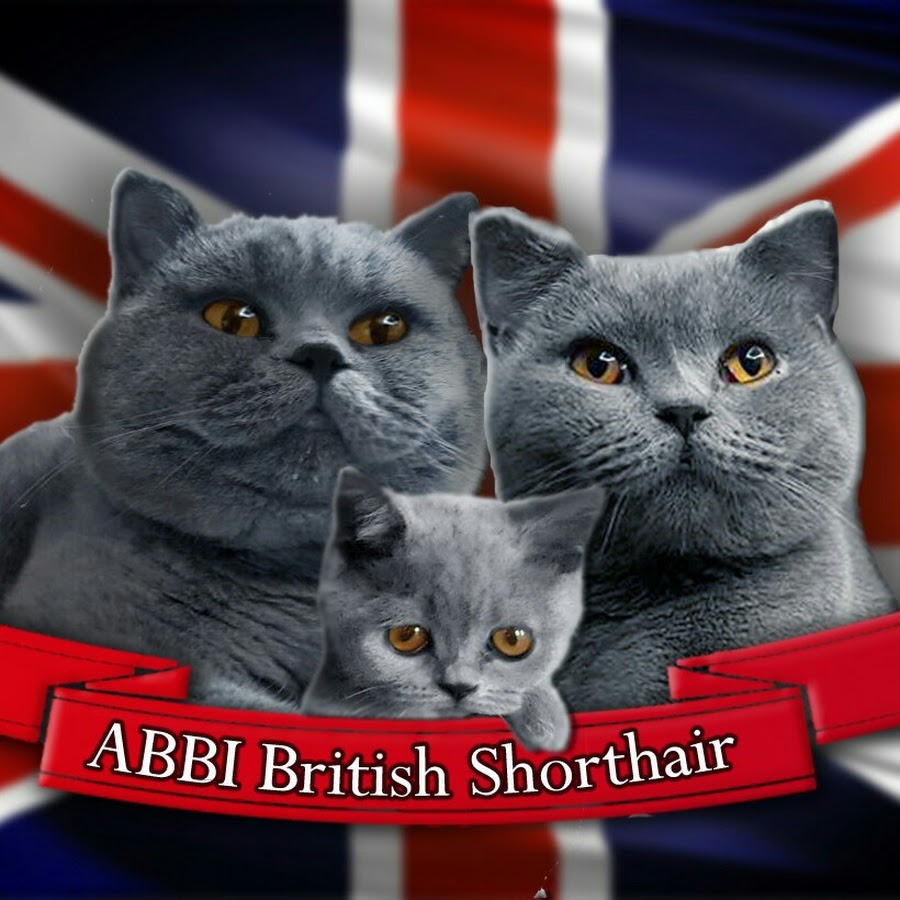 ABBI Criadero de British Shorthair YouTube-Kanal-Avatar