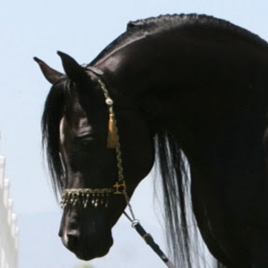 Azpin Arabians - Black