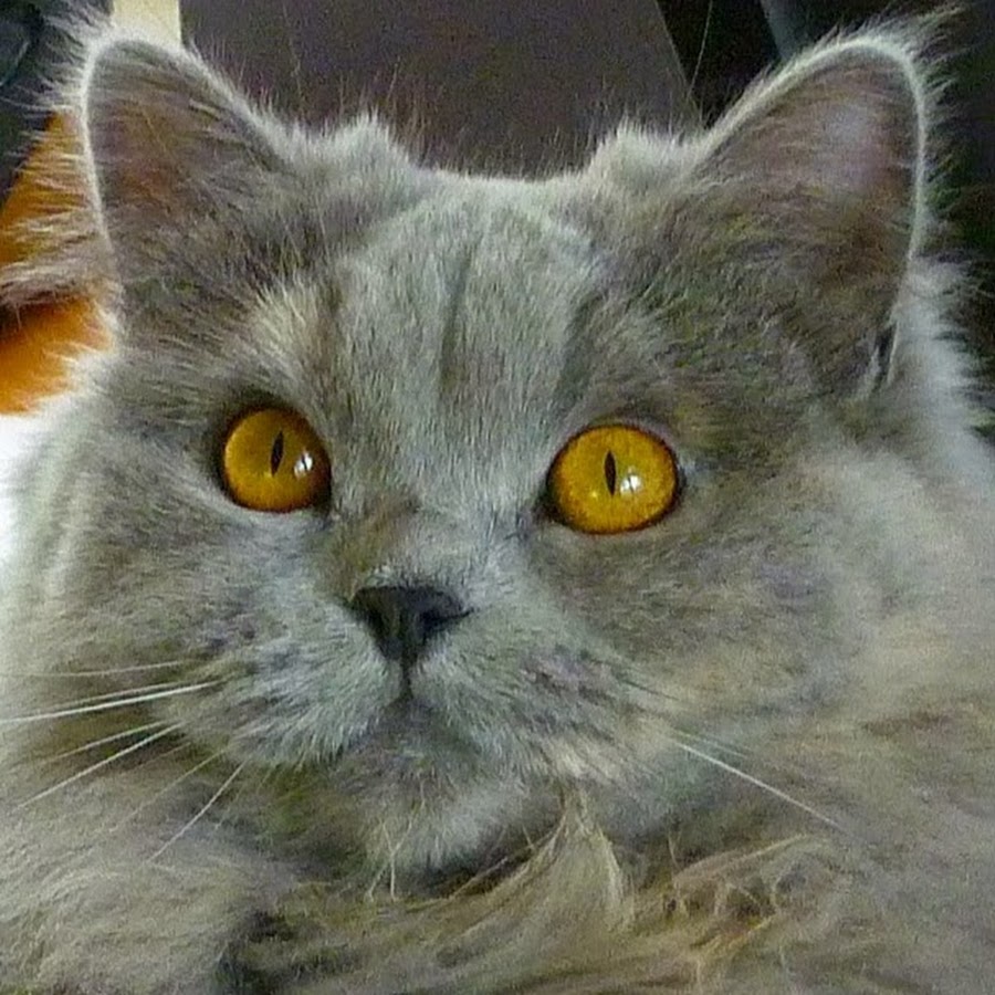 Izzy Cat رمز قناة اليوتيوب
