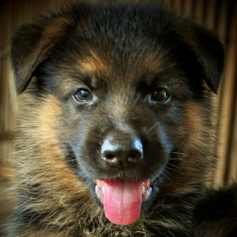 Puppy Mama German Shepherds YouTube channel avatar