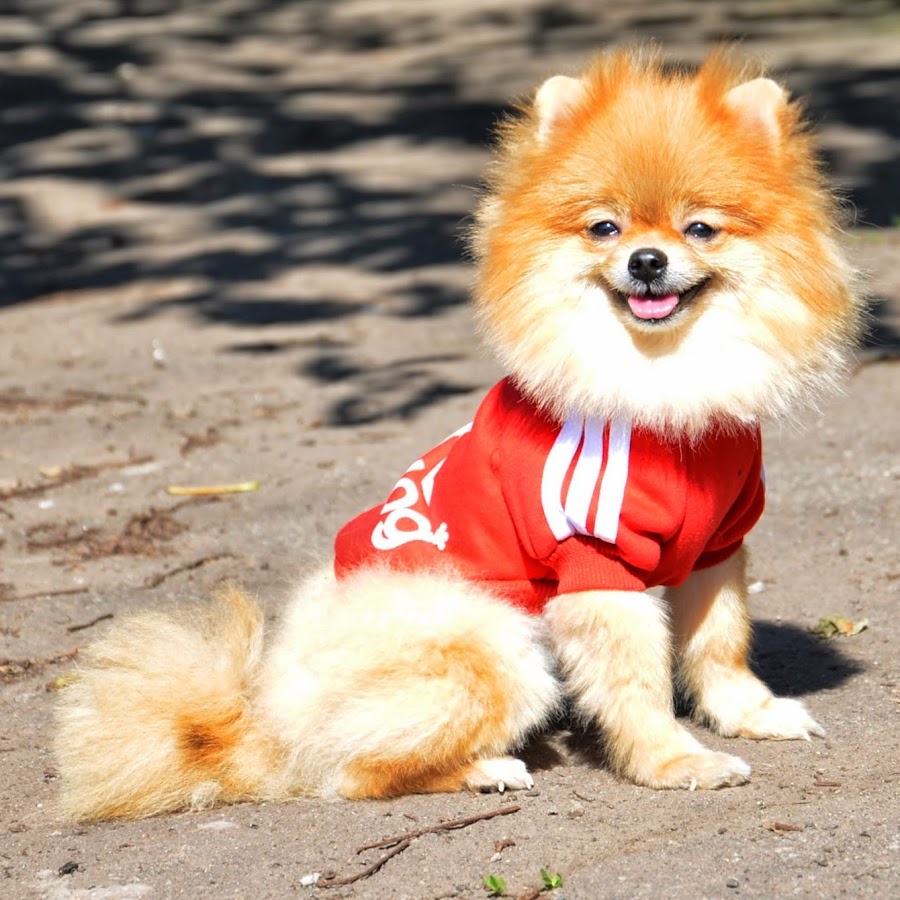 Шпиц в платье. Украшения для шпица девочки. Ботиночки для шпица. Комбинезон для шпица. Шпиц в костюме.