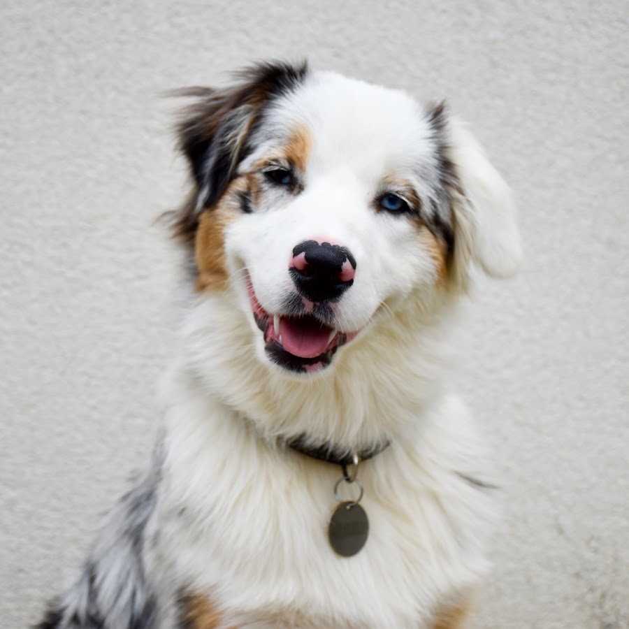 Maje Berger Australien Youtube Stats Channel Statistics Analytics