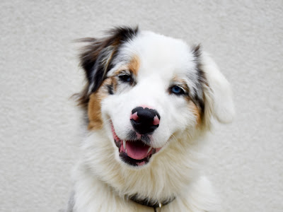 [Meilleure collection] berger australien image 148433-Berger australien photos chiens