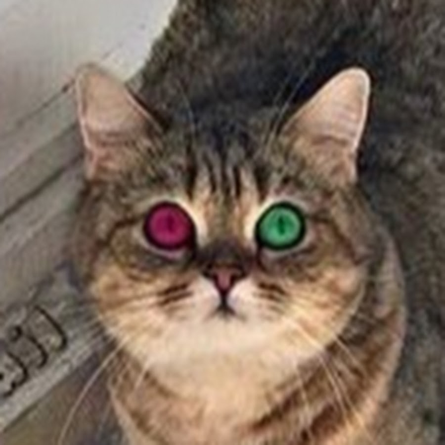 Scottish Cat YouTube channel avatar