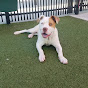 Humane Society of Central Texas YouTube Profile Photo