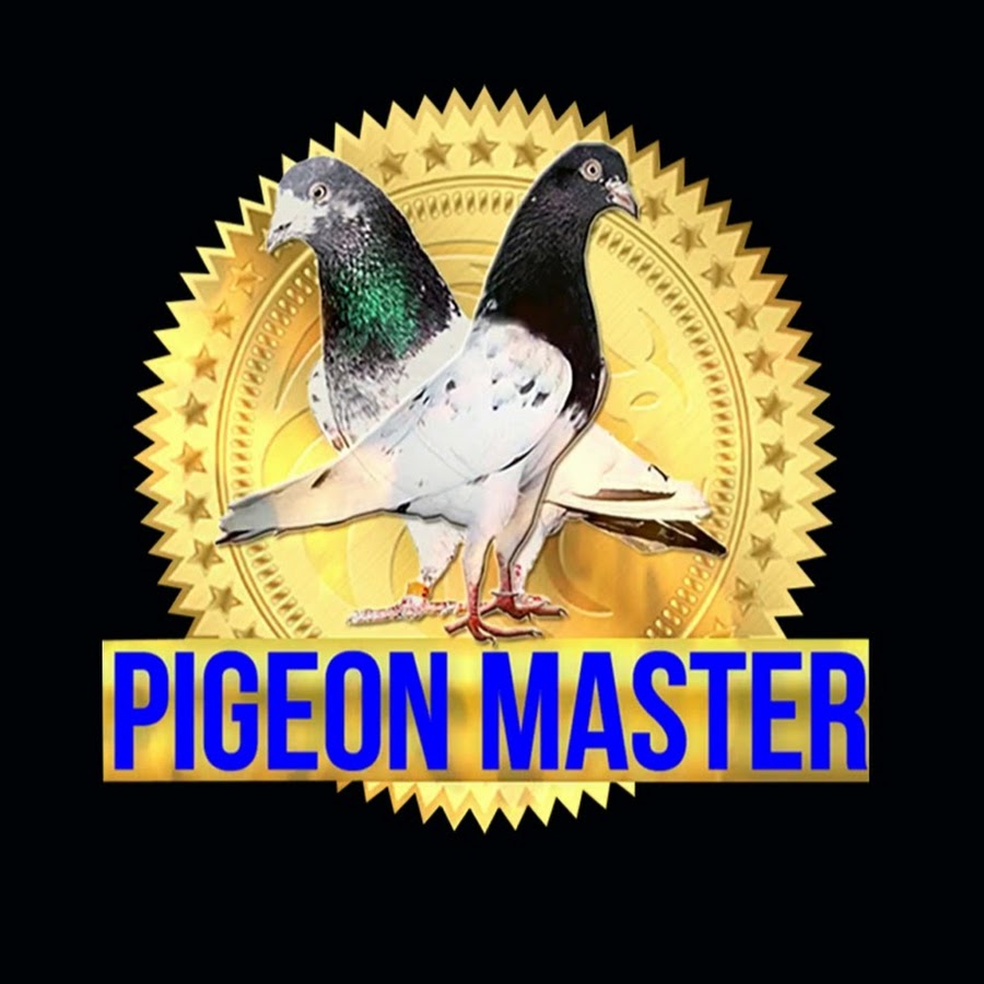 Pigeon Master YouTube channel avatar