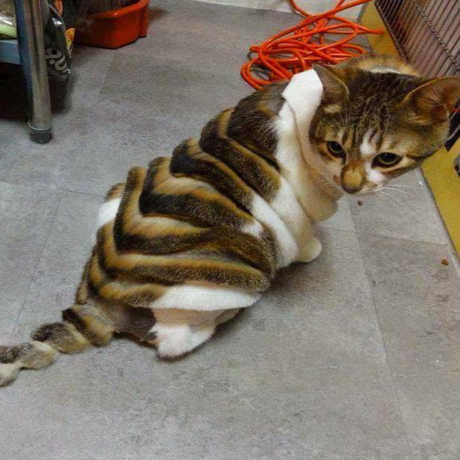 Стрижка кота дракончик