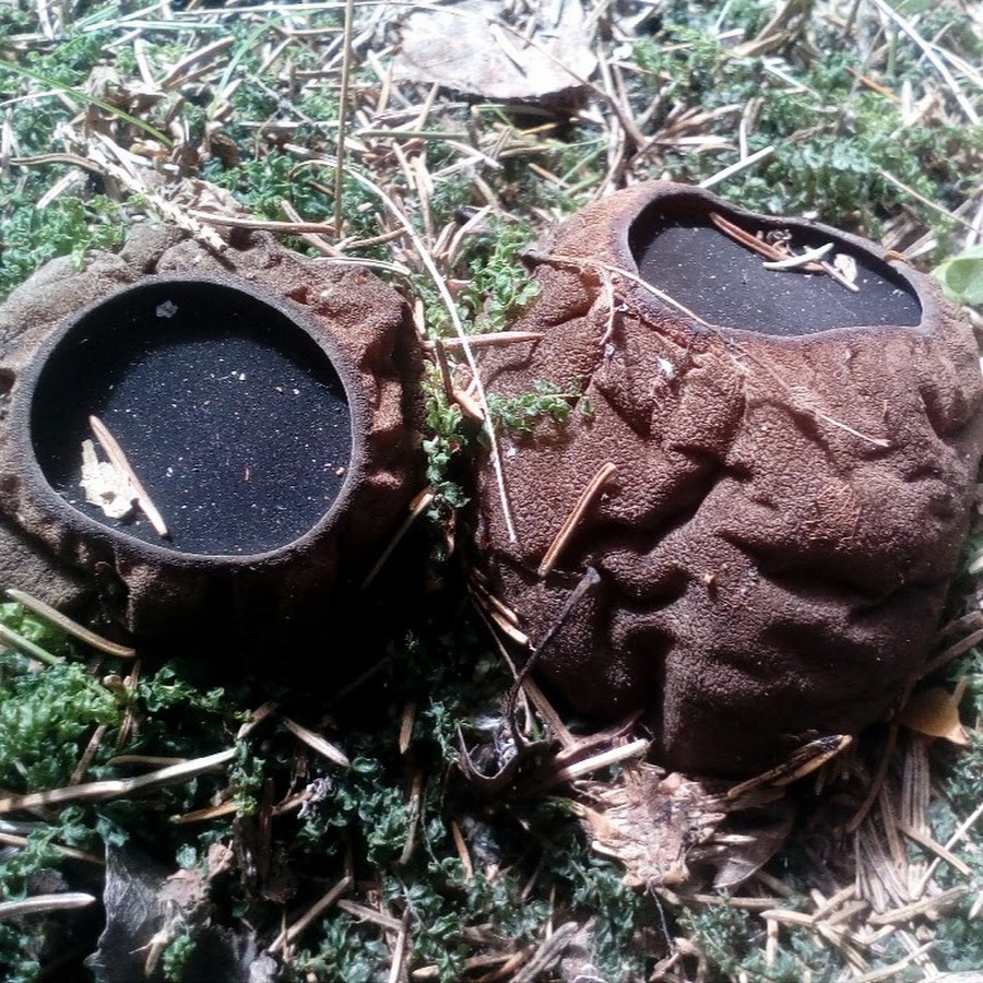 Гриб Саркосома Шаровидная Лечебные Свойства Фото – Telegraph