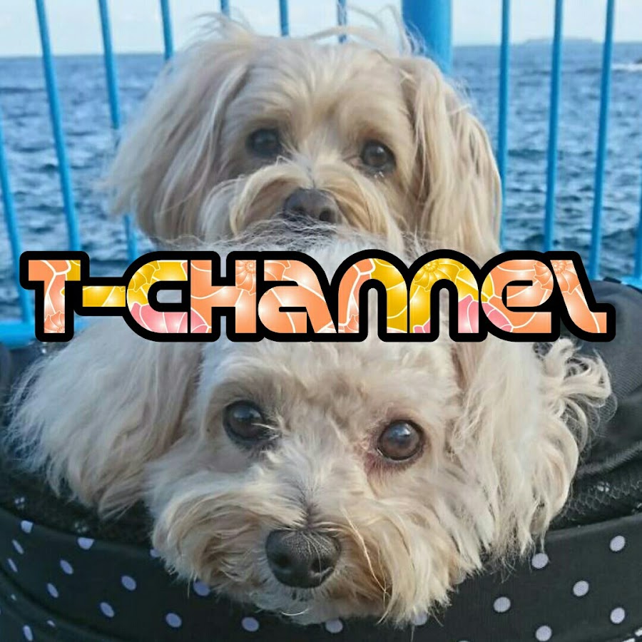 T- channel YouTube channel avatar