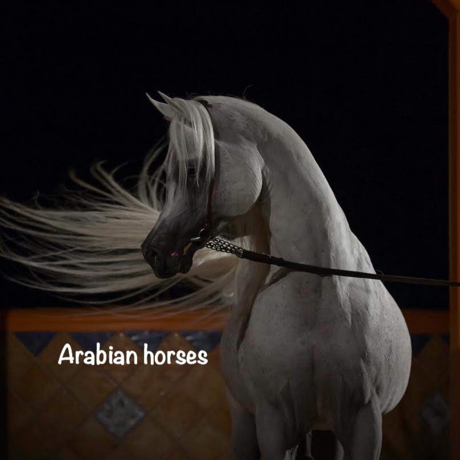 Arabian horses