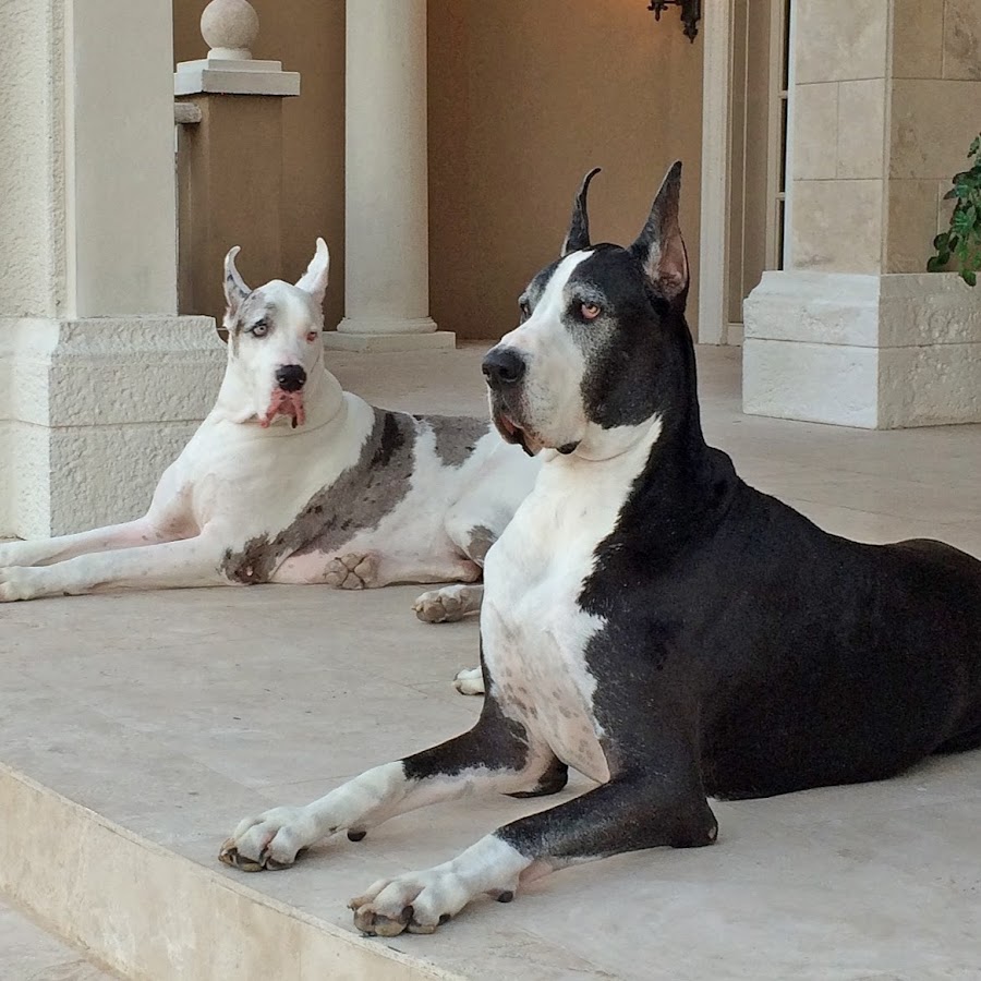 Max and Katie the Great Danes YouTube channel avatar