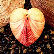 Tyreik Devis Youtube