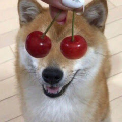 Doge Cherry