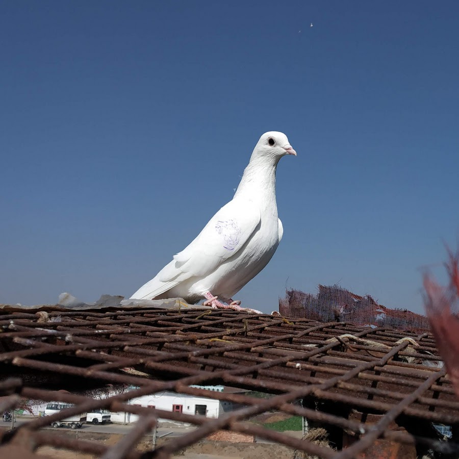 Pigeons Guru Ambala यूट्यूब चैनल अवतार