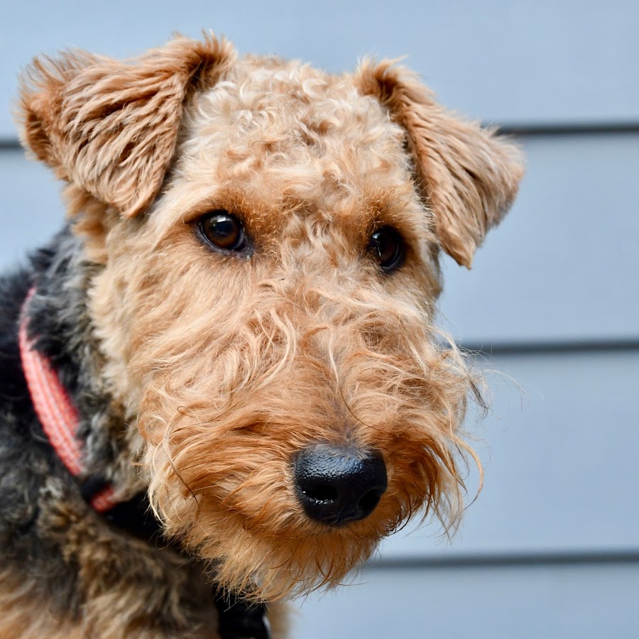 Nia the Welsh Terrier Avatar canale YouTube 