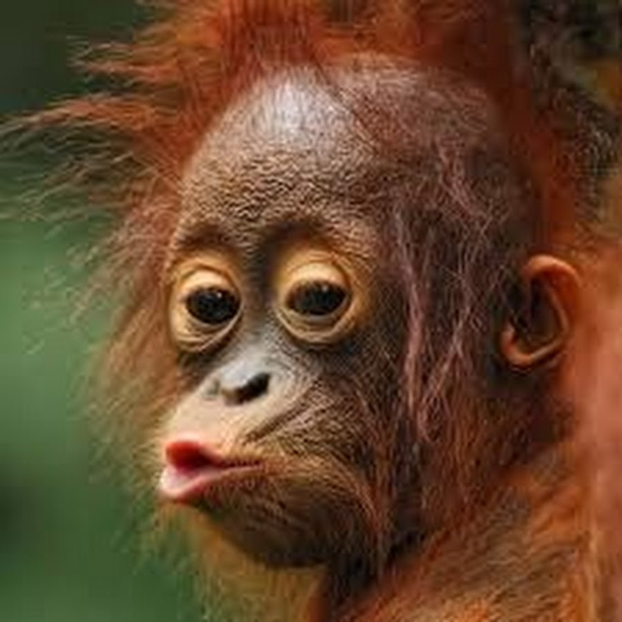 Baby Chimp رمز قناة اليوتيوب