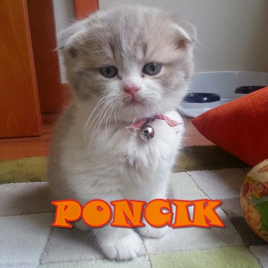 Poncik YouTube kanalı avatarı