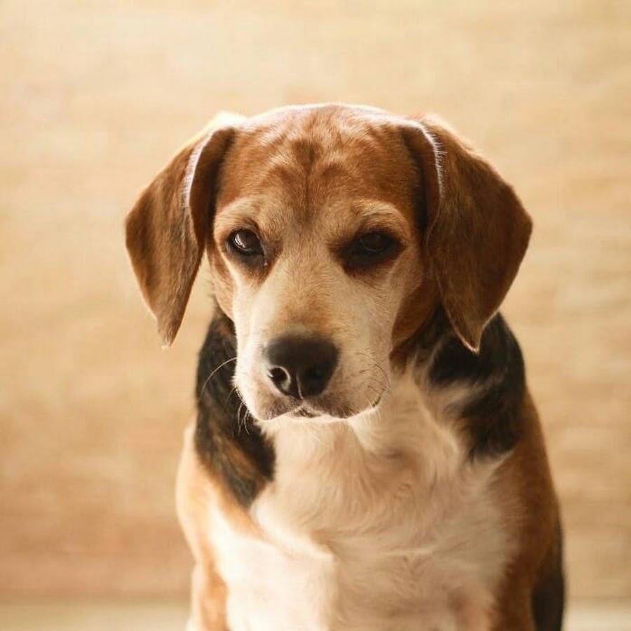 Luke The Beagle رمز قناة اليوتيوب