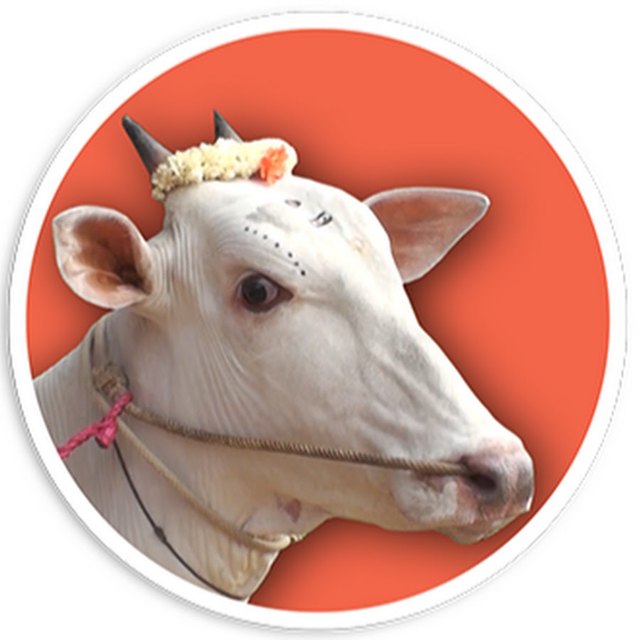 Indian Cow رمز قناة اليوتيوب