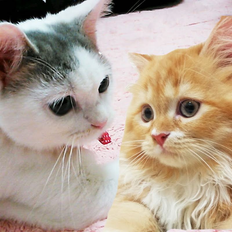 We are cats - 網紅的藏寶箱 