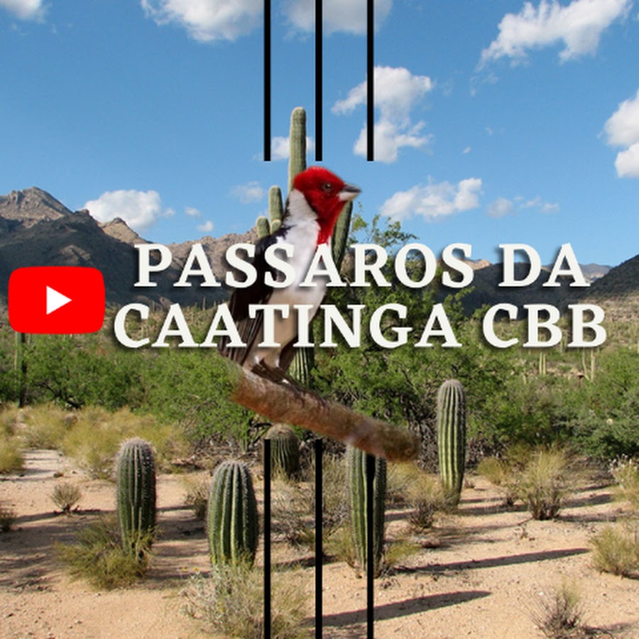PÃ¡ssaros Da caatinga Cbb Аватар канала YouTube