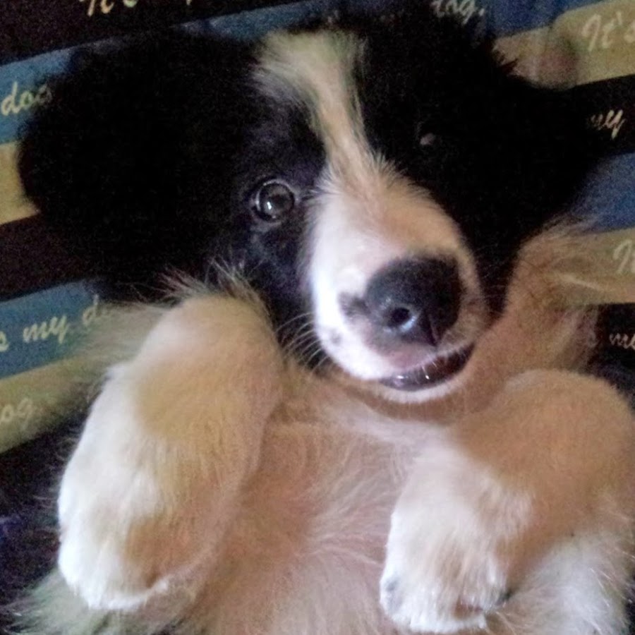 Happy the Border Collie YouTube channel avatar