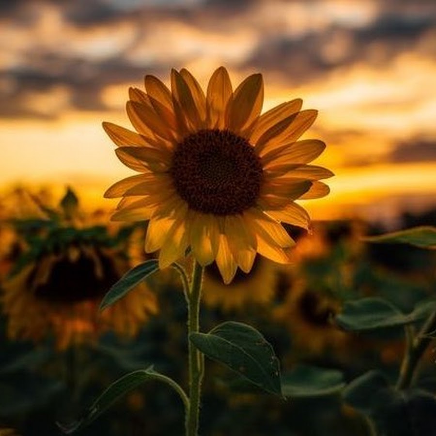 Sad Sunflower Awatar kanału YouTube