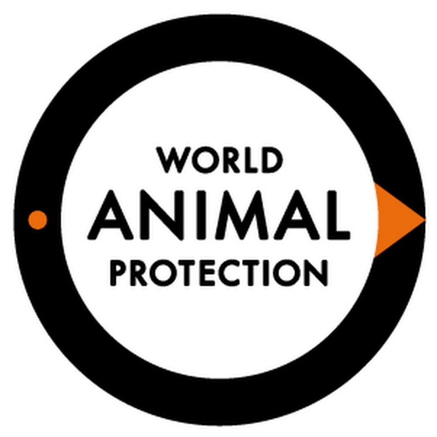 World Animal Protection LatinoamÃ©rica Avatar canale YouTube 
