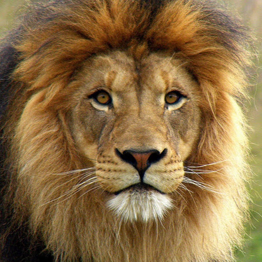 ライオンlion Youtube