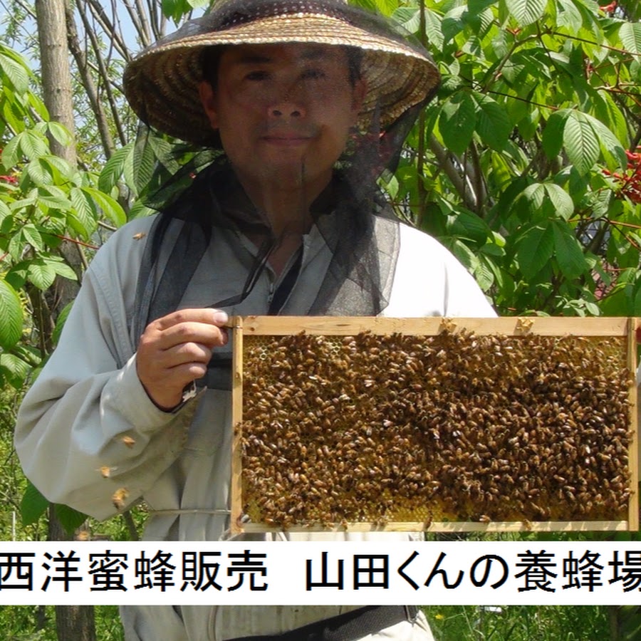 山田くんの養蜂場 Youtube
