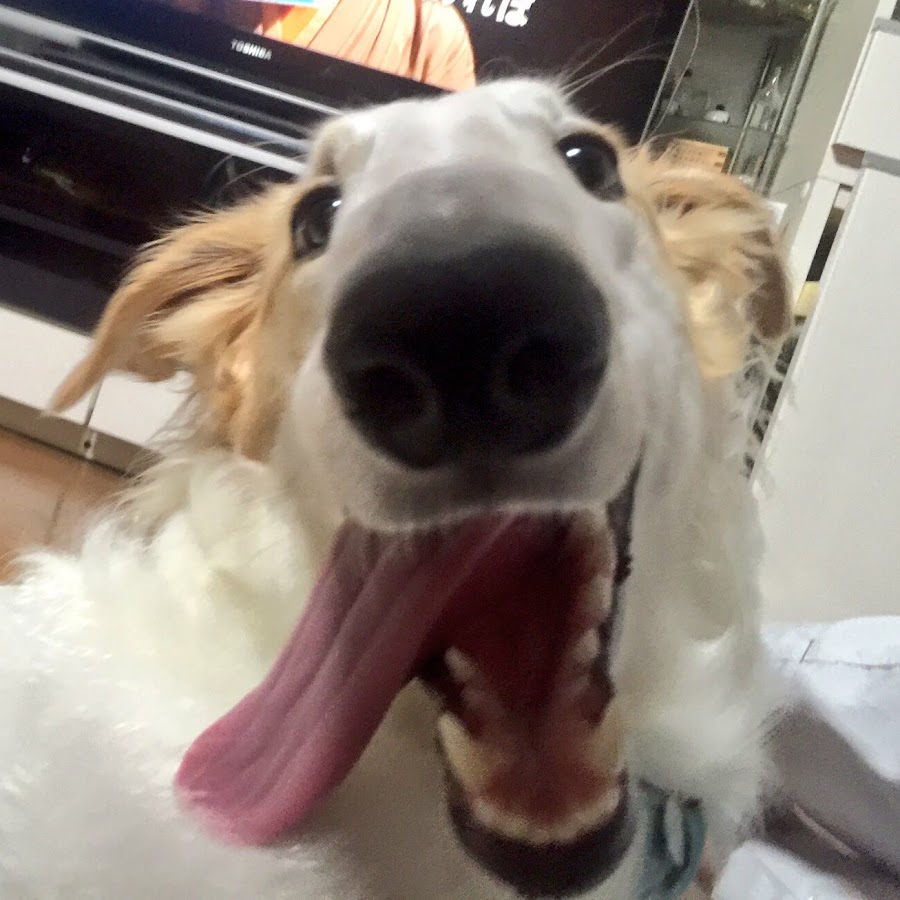 Borzoiがんぼるぞい Youtube