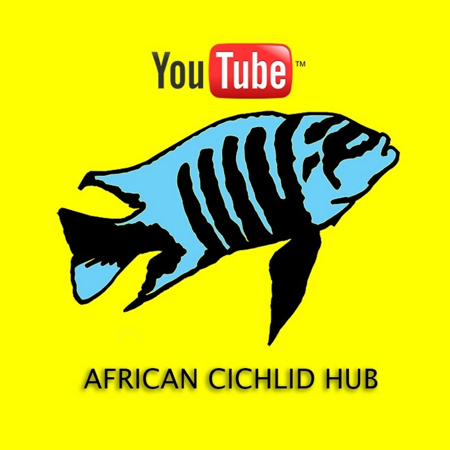 African Cichlid Hub YouTube channel avatar