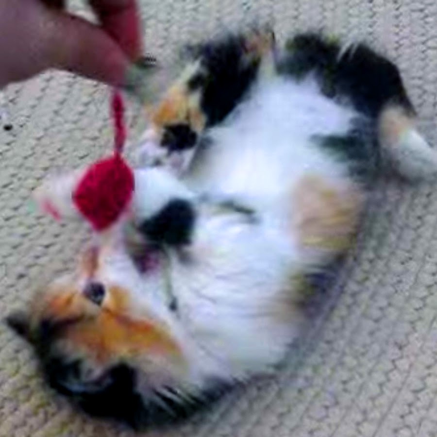kittencatty YouTube 频道头像