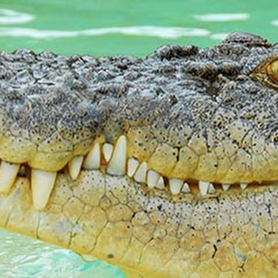 crocodile2006 YouTube 频道头像