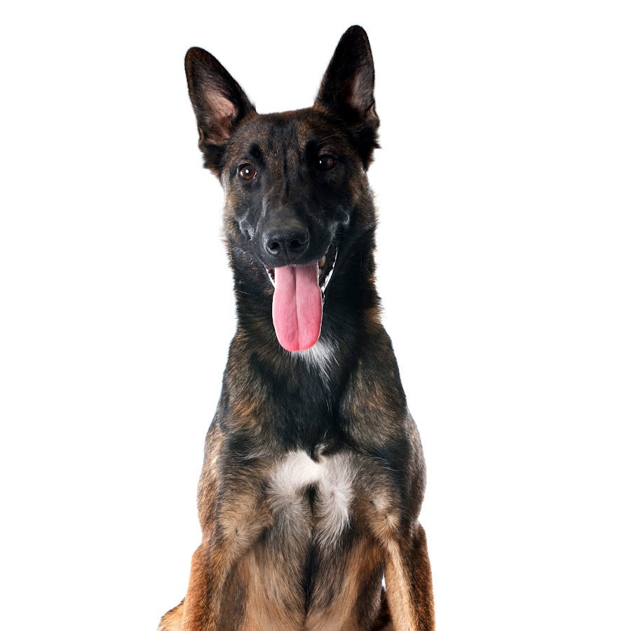 The Malinois Channel YouTube channel avatar