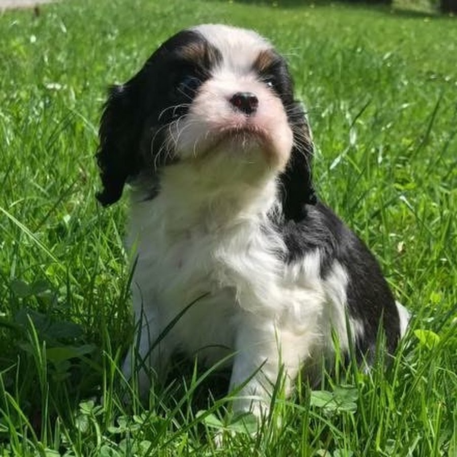 Cavalier King Louie